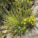 Agave striata (Monterrey-Saltillo, NL, Mexico)